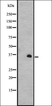 GPR31 antibody