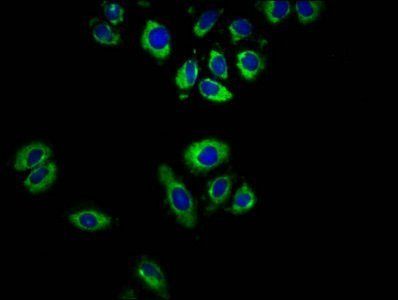 GPR32 antibody