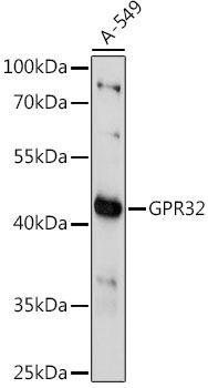GPR32 antibody