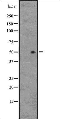 GPR33 antibody