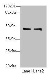 GPR34 antibody