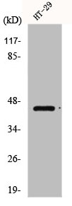 GPR34 antibody