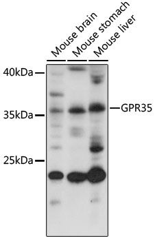 GPR35 antibody