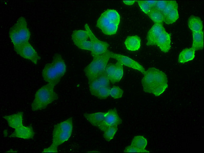 GPR37 antibody