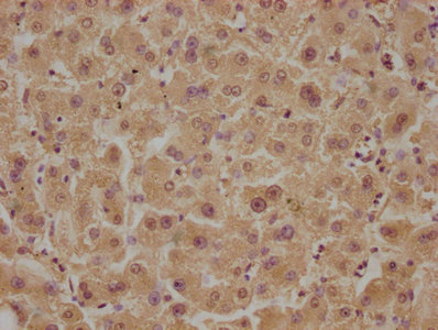 GPR37 antibody