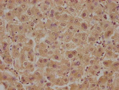 GPR37 Antibody