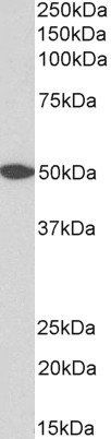 GPR39 antibody