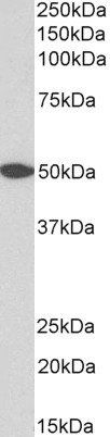 Goat anti-GPR39 (aa377-391) Antibody