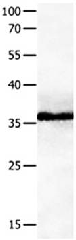 GPR3 Antibody