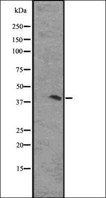 GPR4 antibody