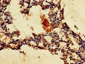 GPR4 Antibody