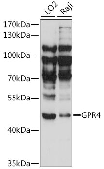 GPR4 antibody