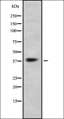 GPR41 antibody