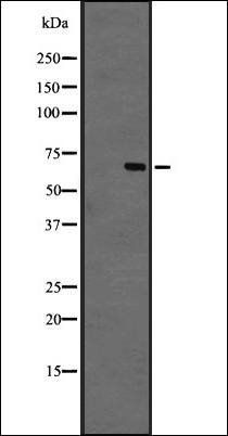 GPR44 antibody