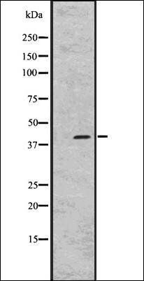GPR45 antibody