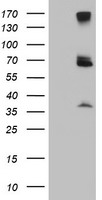 GPR48 (LGR4) antibody