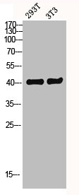 GPR52 antibody