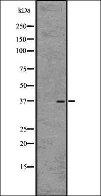 GPR55 antibody