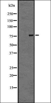 GPR56 antibody