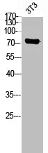 GPR56 antibody