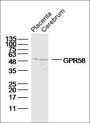 GPR58 antibody