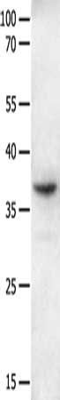 GPR6 antibody