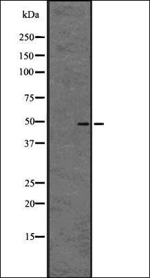 GPR61 antibody