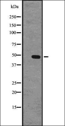 GPR63 antibody