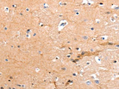 GPR64 Antibody