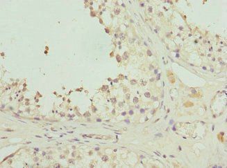 GPR68 Antibody