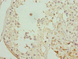 GPR68 Antibody