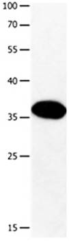GPR6 Antibody