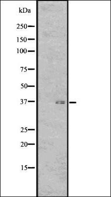 GPR7 antibody