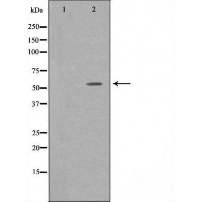 GPR75 antibody