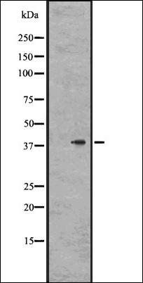GPR78 antibody