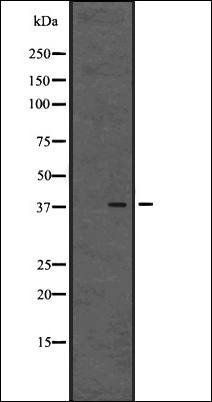 GPR80/GPR99 antibody