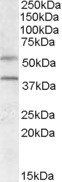 Goat anti-GPR81 / FKSG80 Antibody