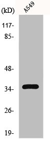 GPR82 antibody