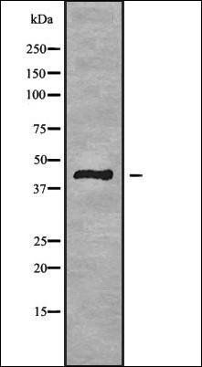GPR85 antibody