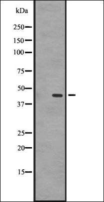 GPR87/GPR95 antibody