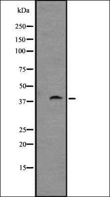 GPR88 antibody