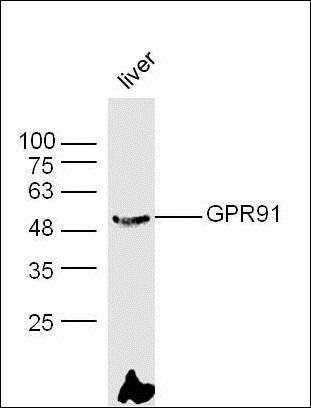 GPR91 antibody