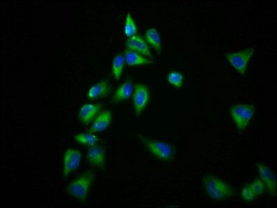 GPR98 antibody