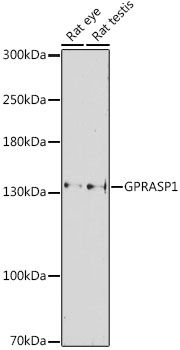 GPRASP1 antibody