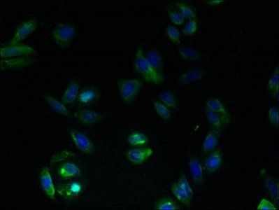 GPRC5B Antibody