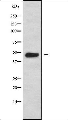 GPRC5C antibody
