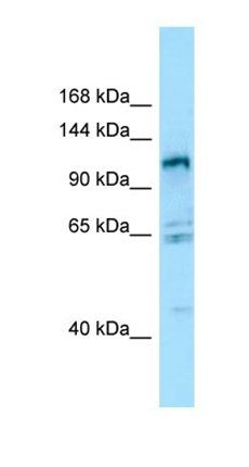 GPRC6A antibody