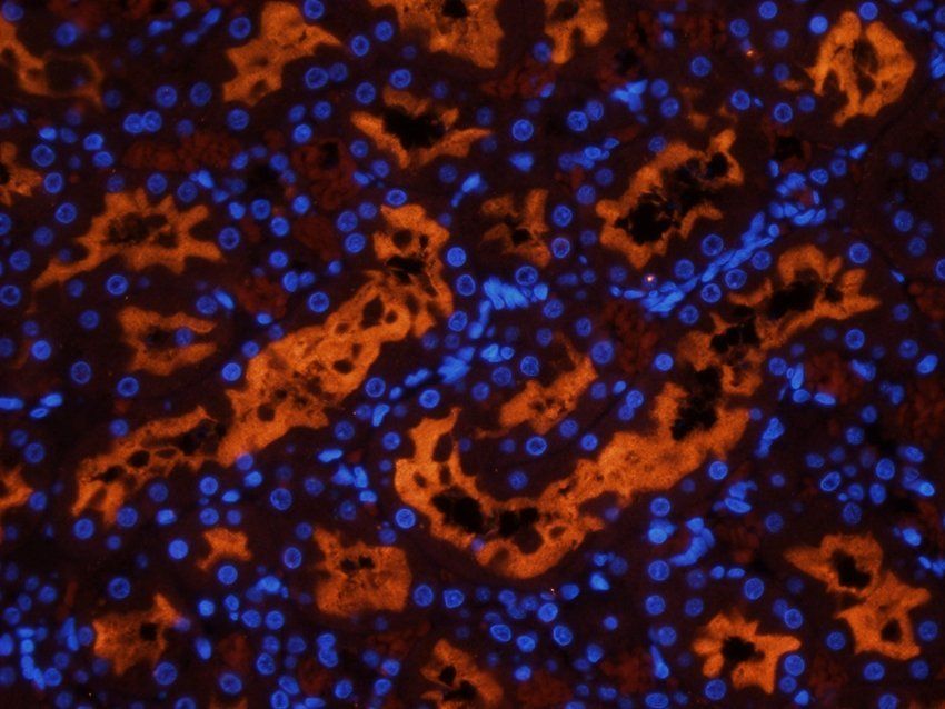 GPRC6A antibody