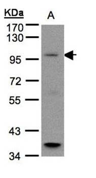 G protein-coupled receptor family C group 6 member A precursor antibody