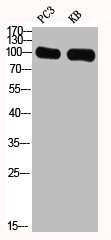 GPRIN1 Antibody